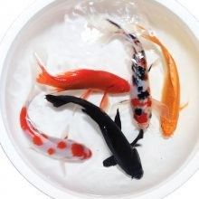 汕頭龍魚(yú)批發(fā)市場(chǎng)的營(yíng)業(yè)時(shí)間是 汕頭龍魚(yú)批發(fā)市場(chǎng)的營(yíng)業(yè)時(shí)間是 龍魚(yú)百科