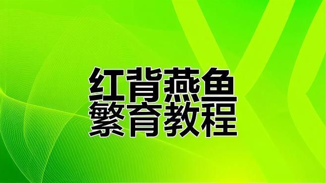 如何設置金龍魚和燕魚的躲避區（汶澔影漫社燕魚養殖方法-燕魚的養殖秘籍） 如何設置金龍魚和燕魚的躲避區（汶澔影漫社燕魚養殖方法-燕魚的養殖秘籍） 龍魚百科 第3張