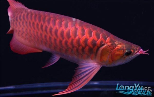 紅龍魚繁殖期多久一次？（紅龍魚的繁殖周期和頻率）