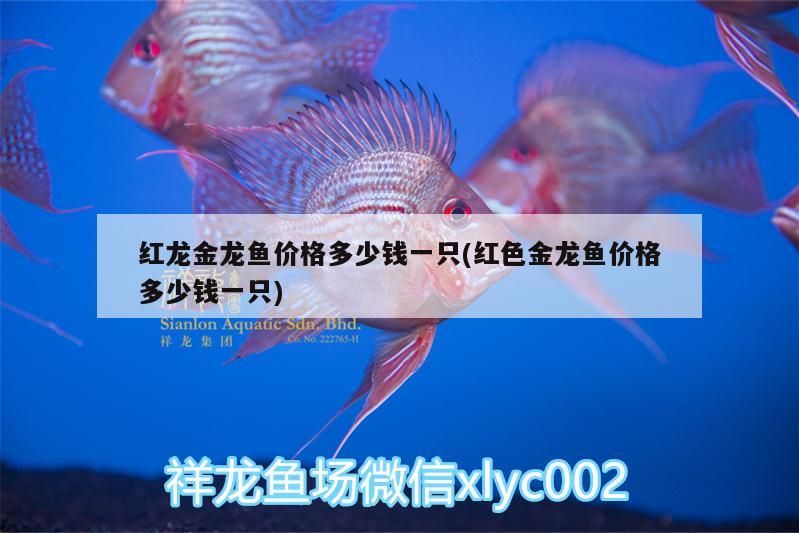 蝴蝶鯉能與龍魚混養(yǎng)嗎圖片大全（蝴蝶龍鯉可不可以跟金魚一起養(yǎng)）（蝴蝶鯉能與金魚混養(yǎng)嗎）