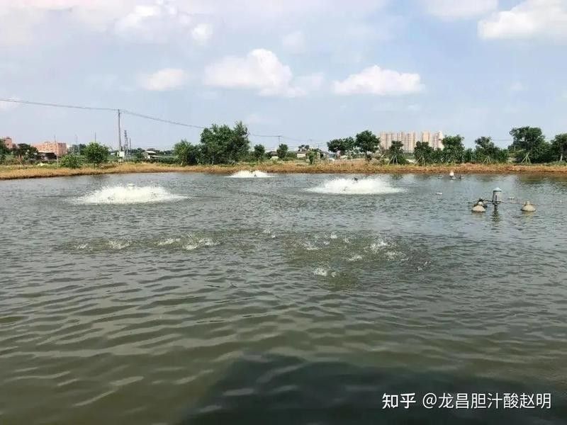 如何預(yù)防杜龍魚感染寄生蟲？（—中科貝隆-中科貝隆魚血精準(zhǔn)診療助力水產(chǎn)養(yǎng)殖）