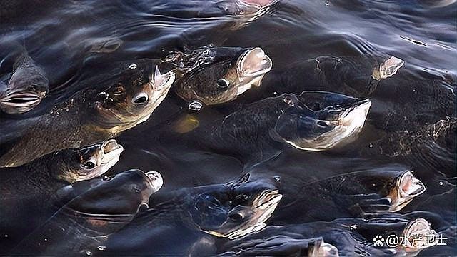 如何預(yù)防杜龍魚感染寄生蟲？（—中科貝隆-中科貝隆魚血精準(zhǔn)診療助力水產(chǎn)養(yǎng)殖）