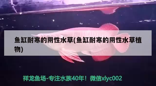 魚缸耐寒的陰性水草(魚缸耐寒的陰性水草植物)
