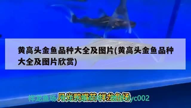 黃高頭金魚品種大全及圖片(黃高頭金魚品種大全及圖片欣賞)（黃高頭金魚品種大全）