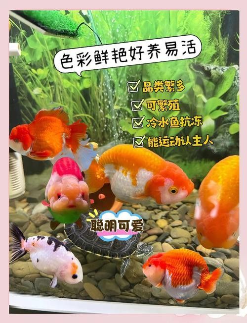哪種金魚最適合新手混養(yǎng)？