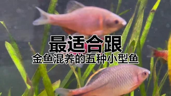 哪種金魚最適合新手混養(yǎng)？