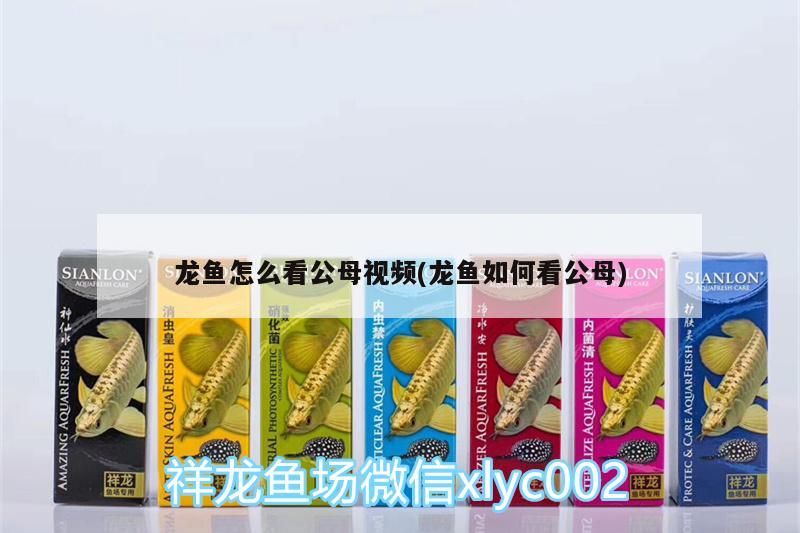 龍魚怎么看公母視頻(龍魚如何看公母)(祥龍魚怎么分公母看*******) 觀賞魚百科 第2張 龍魚怎么看公母視頻(龍魚如何看公母)(祥龍魚怎么分公母看*******) 龍魚怎么看公母視頻(龍魚如何看公母)(祥龍魚怎么分公母看*******) 觀賞魚百科 第2張