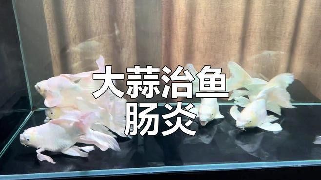 龍魚腸炎期間適合喂什么食物？