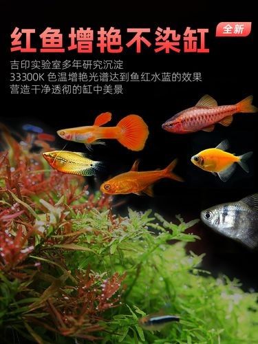 哪個品牌的紅龍照明性價比最高