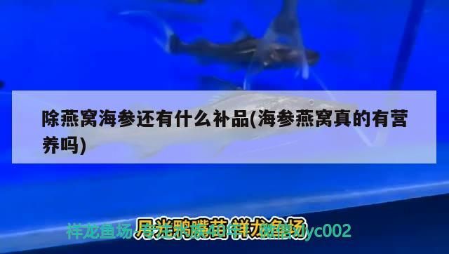 除燕窩海參還有什么補品(海參燕窩真的有營養(yǎng)嗎)（祥龍魚場除燕窩海參還有什么補品，除燕窩海參還有什么補品）