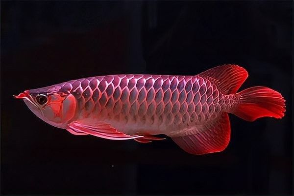 龍魚魚尾下垂能恢復嗎（龍魚魚尾下垂會自愈嗎？）
