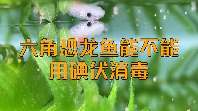 如何給六角恐龍魚消毒活餌（給六角恐龍魚消毒活餌的6個飼養技巧）