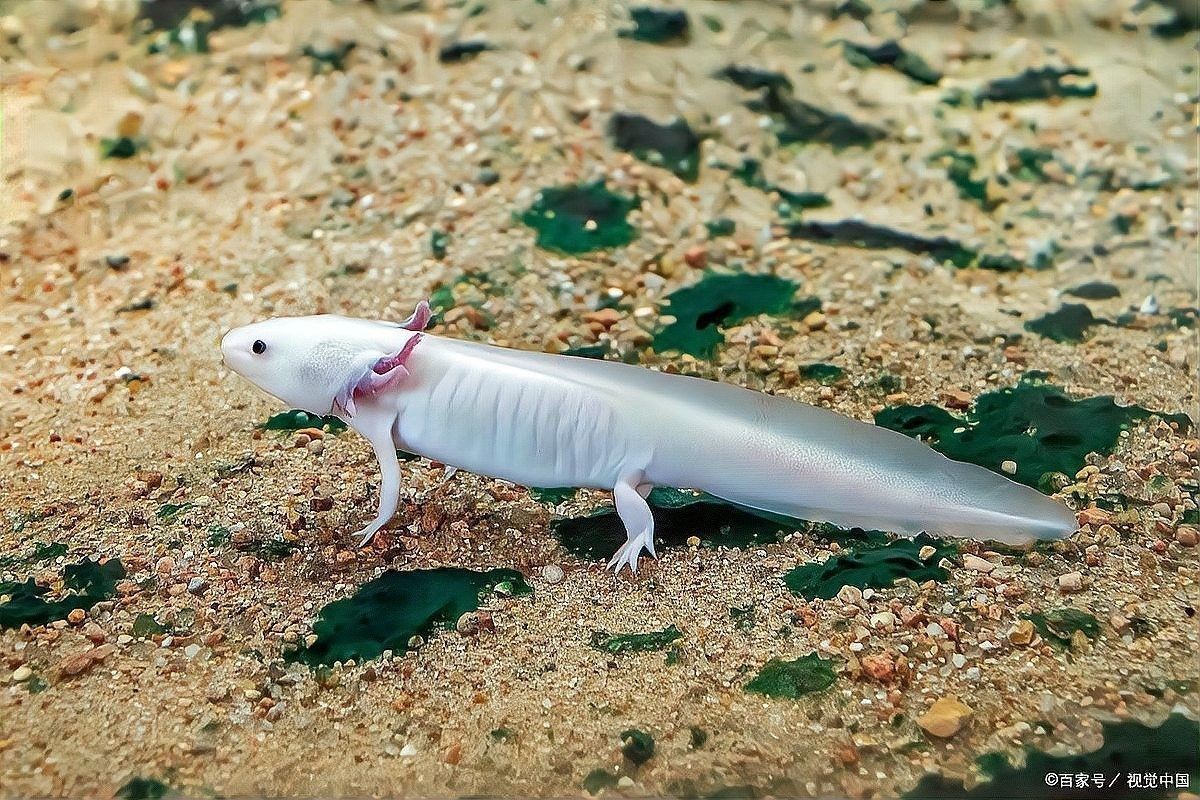 如何給六角恐龍魚消毒活餌（給六角恐龍魚消毒活餌的6個飼養技巧）