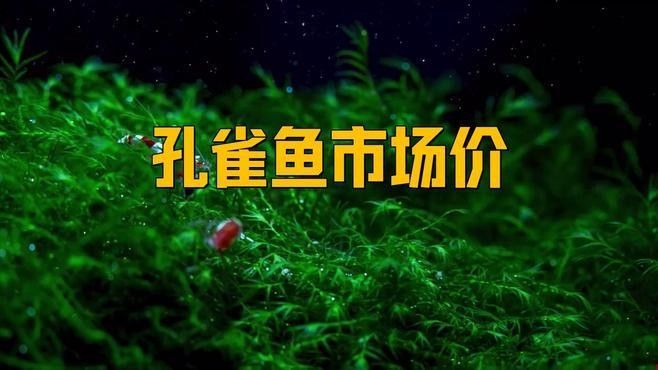 孔雀龍魚的市場價格如何（孔雀龍魚市場價格波動大嗎）