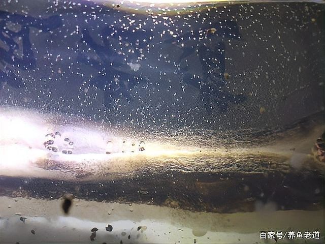 龍魚缸內白色小蟲會自行消失嗎