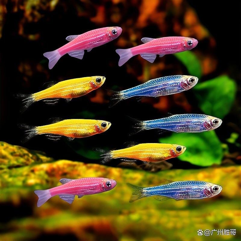 斑馬鯊和龍魚混養可以嗎？（斑馬鯊能跟龍魚混養嗎）