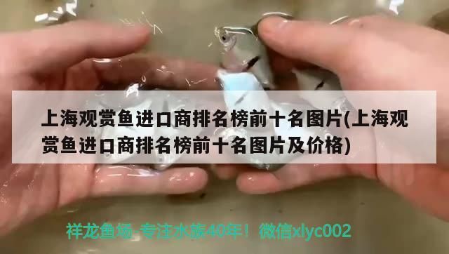上海觀賞魚進口商排名榜前十名圖片(上海觀賞魚進口商排名榜前十名圖片及價格)（上海觀賞魚批發(fā)市場進貨渠道）