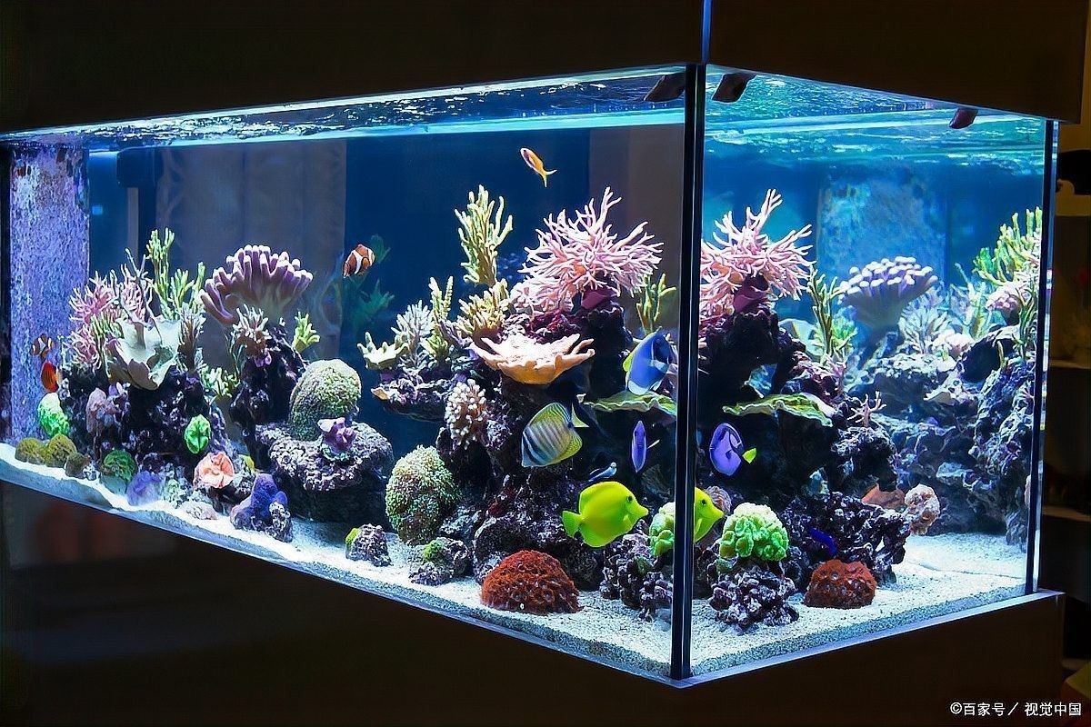 龍魚閣圓柱形魚缸的詳細參數（龍魚閣圓柱形魚缸價格范圍是多少龍魚閣圓柱形魚缸防水秘訣）