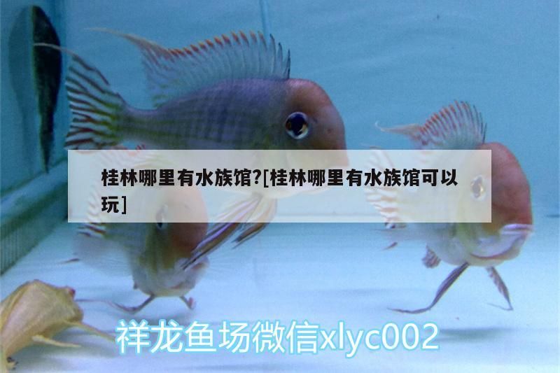 桂林哪里有水族館?[桂林哪里有水族館可以玩]