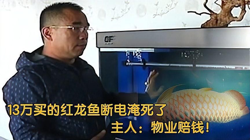 哪些因素會影響純血紅龍魚的價格？（養龍須知:揭秘紅龍魚價格昂貴背后的故事） 哪些因素會影響純血紅龍魚的價格？（養龍須知:揭秘紅龍魚價格昂貴背后的故事） 龍魚百科 第3張