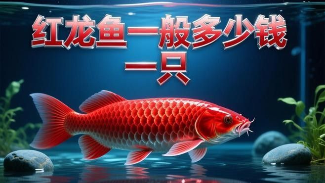 哪些因素會影響純血紅龍魚的價格？（養龍須知:揭秘紅龍魚價格昂貴背后的故事） 哪些因素會影響純血紅龍魚的價格？（養龍須知:揭秘紅龍魚價格昂貴背后的故事） 龍魚百科 第1張