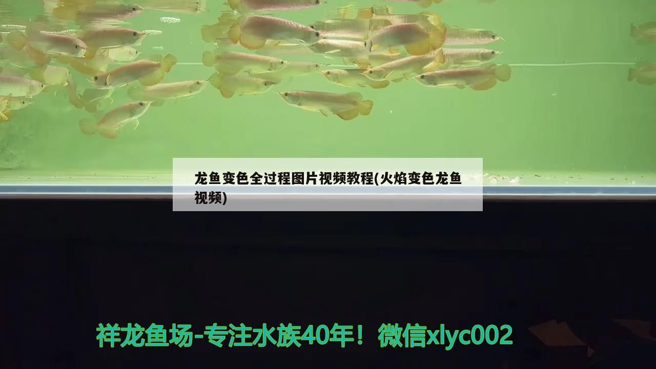 龍魚變色全過程圖片視頻教程(火焰變色龍魚視頻) 龍魚變色全過程圖片視頻教程(火焰變色龍魚視頻) 觀賞魚百科
