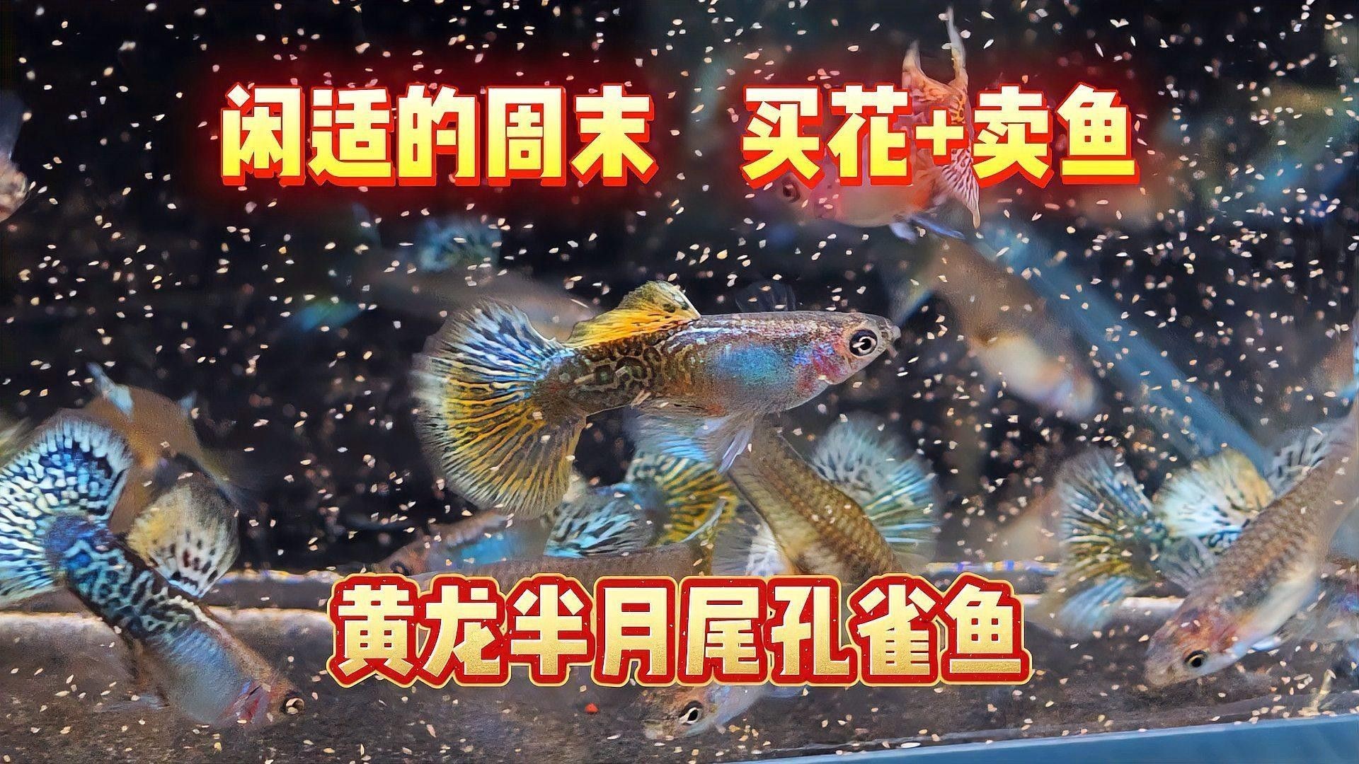 黃龍魚有哪些品種？（東莞科萊博實驗室設備有限公司黃龍魚品種有哪些） 黃龍魚有哪些品種？（東莞科萊博實驗室設備有限公司黃龍魚品種有哪些） 龍魚百科 第5張