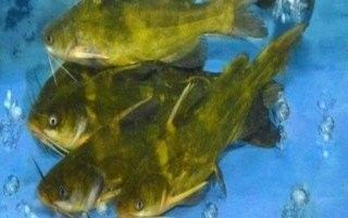 黃龍魚有哪些品種？（東莞科萊博實驗室設備有限公司黃龍魚品種有哪些） 黃龍魚有哪些品種？（東莞科萊博實驗室設備有限公司黃龍魚品種有哪些） 龍魚百科 第12張