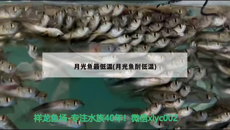 月光魚最低溫(月光魚耐低溫)（月光魚最低溫(月光魚耐低溫)月光魚耐低溫）