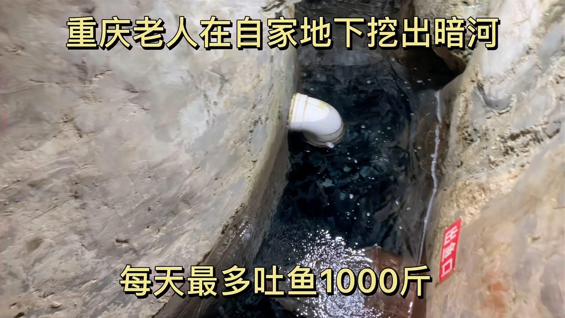 如何拍攝藍(lán)龍魚？（拍攝藍(lán)龍魚的基本技巧和注意事項(xiàng)） 如何拍攝藍(lán)龍魚？（拍攝藍(lán)龍魚的基本技巧和注意事項(xiàng)） 龍魚百科 第1張