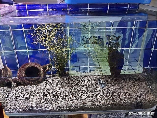 龍魚繁殖期間換水溫度如何控制（如何控制龍魚繁殖期間換水溫度） 龍魚繁殖期間換水溫度如何控制（如何控制龍魚繁殖期間換水溫度） 龍魚百科 第9張