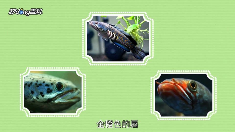 如何挑選健康的幻彩藍(lán)寶石雷龍魚苗（健康的幻彩藍(lán)寶石雷龍魚苗是確保其健康成長(zhǎng)的關(guān)鍵）