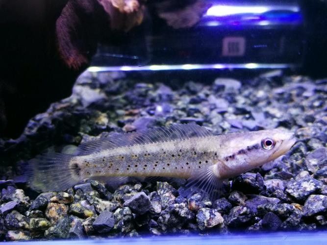 如何挑選健康的幻彩藍(lán)寶石雷龍魚苗（健康的幻彩藍(lán)寶石雷龍魚苗是確保其健康成長(zhǎng)的關(guān)鍵）