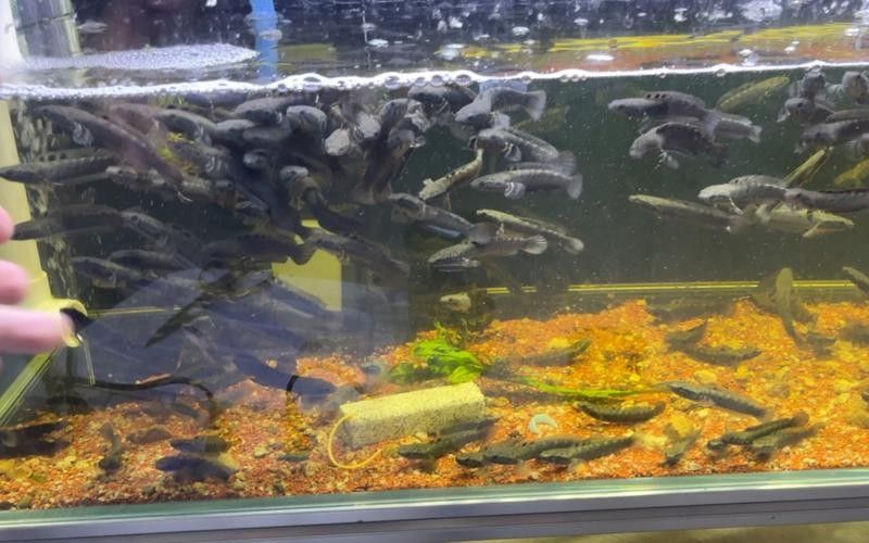 如何挑選健康的幻彩藍(lán)寶石雷龍魚苗（健康的幻彩藍(lán)寶石雷龍魚苗是確保其健康成長(zhǎng)的關(guān)鍵）