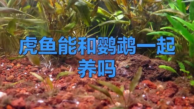 如何挑選適合混養(yǎng)的虎魚（如何選擇適合混養(yǎng)的虎魚） 如何挑選適合混養(yǎng)的虎魚（如何選擇適合混養(yǎng)的虎魚） 龍魚百科 第2張