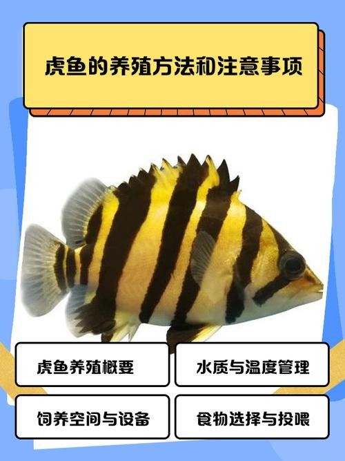 如何挑選適合混養(yǎng)的虎魚（如何選擇適合混養(yǎng)的虎魚） 如何挑選適合混養(yǎng)的虎魚（如何選擇適合混養(yǎng)的虎魚） 龍魚百科 第6張