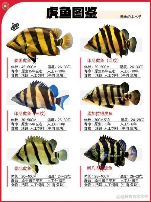 如何挑選適合混養(yǎng)的虎魚（如何選擇適合混養(yǎng)的虎魚） 如何挑選適合混養(yǎng)的虎魚（如何選擇適合混養(yǎng)的虎魚） 龍魚百科 第8張