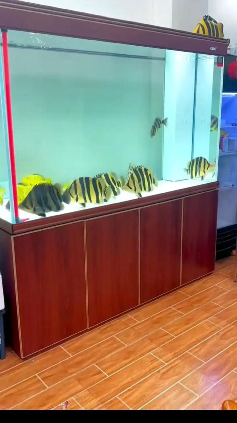 如何挑選適合混養(yǎng)的虎魚（如何選擇適合混養(yǎng)的虎魚） 如何挑選適合混養(yǎng)的虎魚（如何選擇適合混養(yǎng)的虎魚） 龍魚百科 第12張