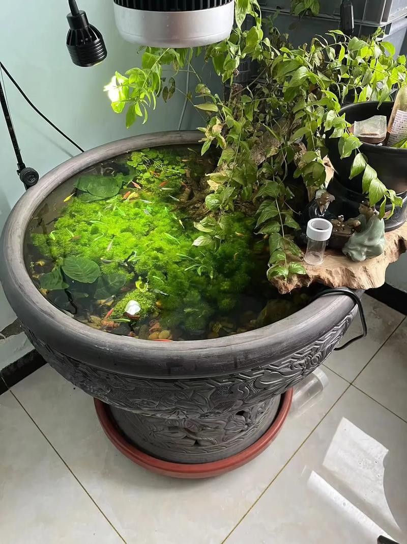 如何挑選適合混養(yǎng)的虎魚（如何選擇適合混養(yǎng)的虎魚） 如何挑選適合混養(yǎng)的虎魚（如何選擇適合混養(yǎng)的虎魚） 龍魚百科 第15張