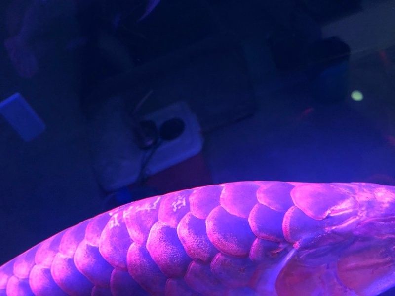 龍魚鱗片發白需要多久才能恢復（龍魚鱗片發白會傳染嗎龍魚鱗片發白會傳染嗎）