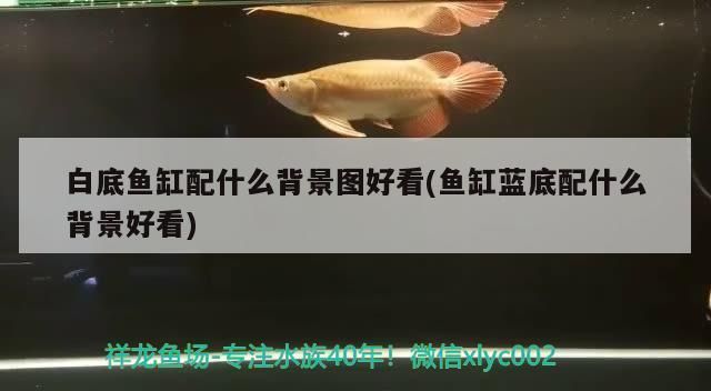 芳村花鳥市場(chǎng)新世界地址在哪里（芳村新世界花鳥魚市市場(chǎng)）（廣州最大、品種最全的花鳥魚蟲市場(chǎng)和芳村花卉市場(chǎng)）