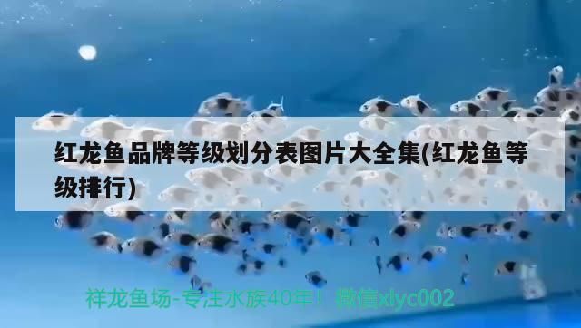 寵物金龍魚多少錢一條價格(金龍魚多少錢一條啊)（寵物金龍魚多少錢一條）