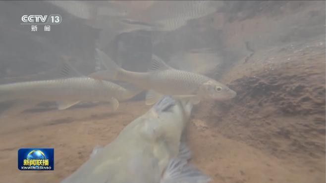 龍魚回收需要哪些手續（魚回收涉及的手續和流程可能因地區、國家以及回收機構有所不同）