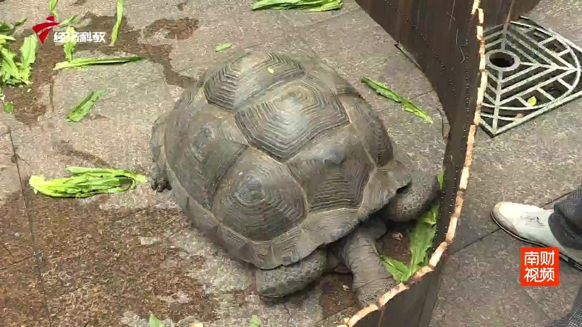 龍魚回收需要哪些手續（魚回收涉及的手續和流程可能因地區、國家以及回收機構有所不同）