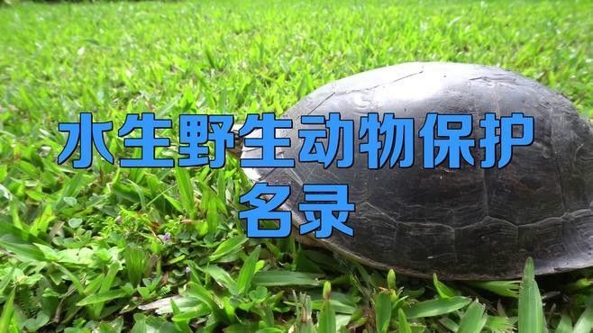 龍魚回收需要哪些手續（魚回收涉及的手續和流程可能因地區、國家以及回收機構有所不同）