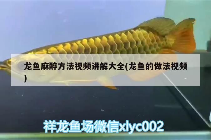 龍魚麻醉方法視頻講解大全(龍魚的做法視頻)（關于龍魚的麻醉方法）