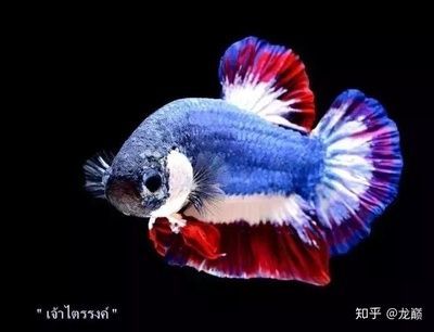泰虎怎么樣養才能長大：養泰虎需要注意以下幾個方面
