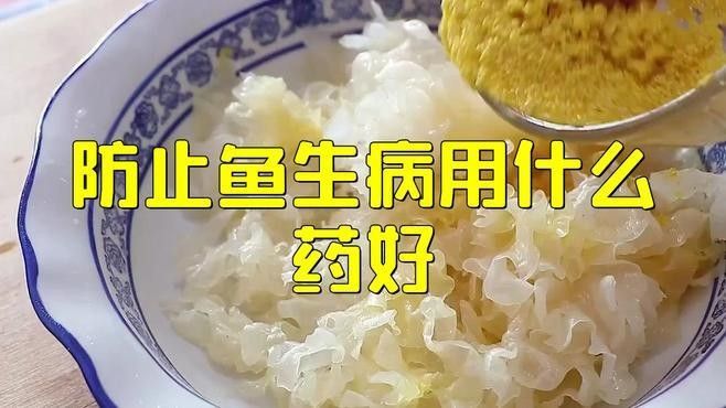 如何預(yù)防龍魚和魟魚的疾病（如何預(yù)防龍魚和魟魚患上疾病）