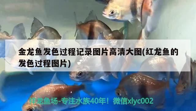 金龍魚發(fā)色過程記錄圖片高清大圖(紅龍魚的發(fā)色過程圖片)