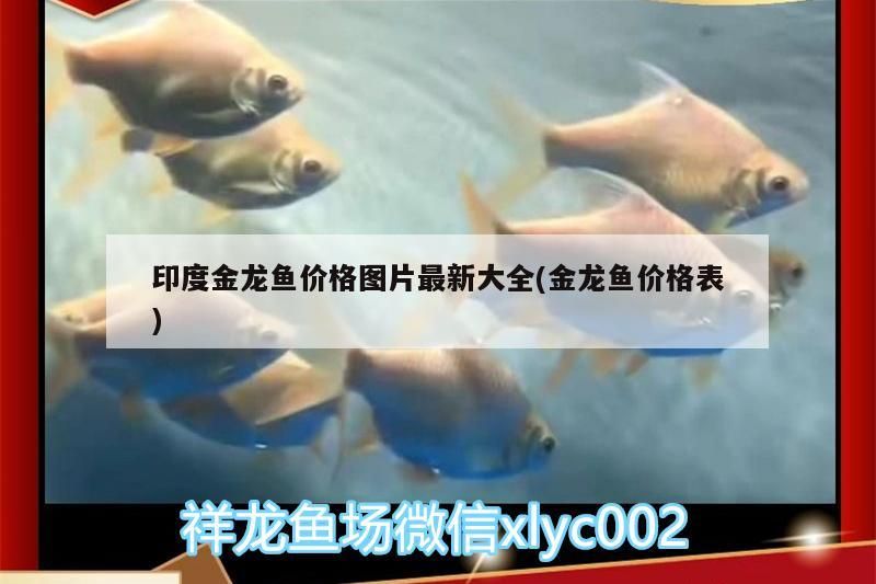 印度金龍魚價格圖片最新大全(金龍魚價格表)（印度金龍魚價格圖片最新大全）